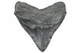 Fossil Megalodon Tooth - Serration Marks on Enamel! #362262-1